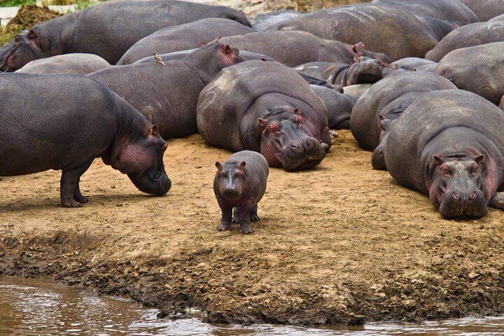 The Admirable Mikumi National Park - 2 Days - Image 4
