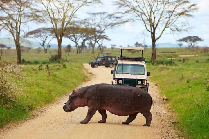 The Admirable Mikumi National Park - 2 Days - Image 1