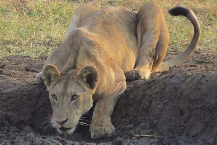 The Admirable Mikumi National Park - 2 Days - Image 2