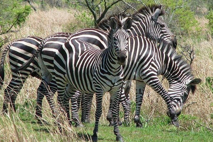 The Admirable Mikumi National Park - 2 Days - Image 3