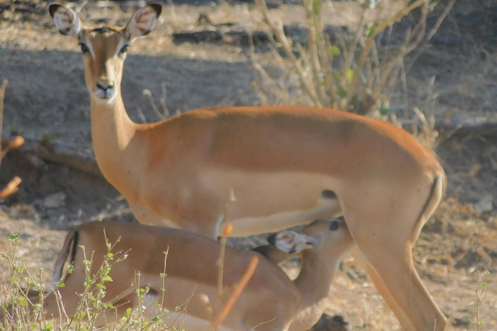 Trekking in Tanzania Southern Circuit National Parks of Nyerere and Udzungwa - Image 3