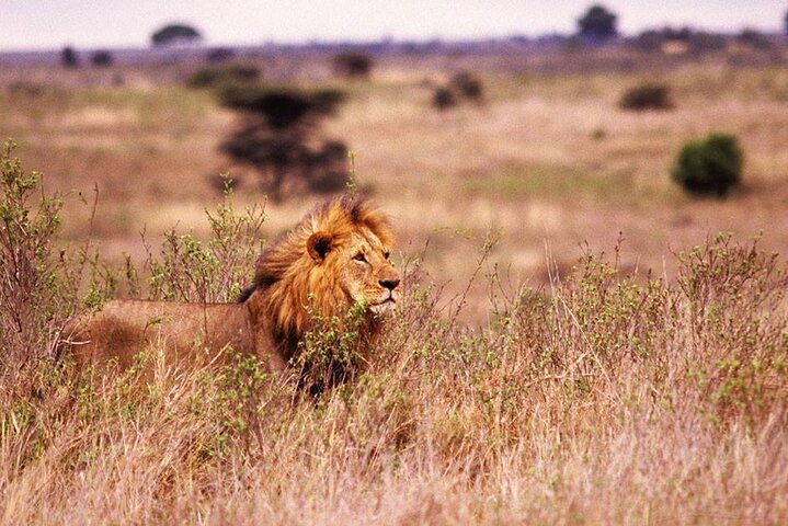 Two Day and One Night Safari From Zanzibar - Image 2