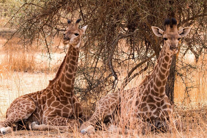 Two Day and One Night Safari From Zanzibar - Image 4