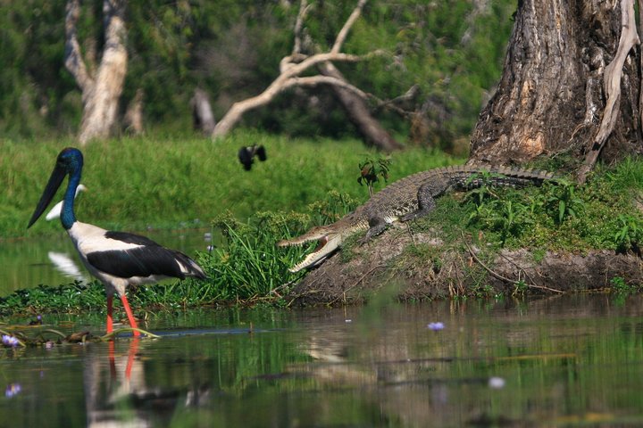 1 Day Corroboree Billabong Wetland Experience including 2.5 hour cruise + lunch - Image 4