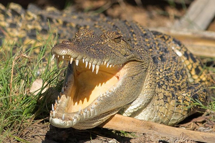 1 Day Corroboree Billabong Wetland Experience including 2.5 hour cruise + lunch - Image 2