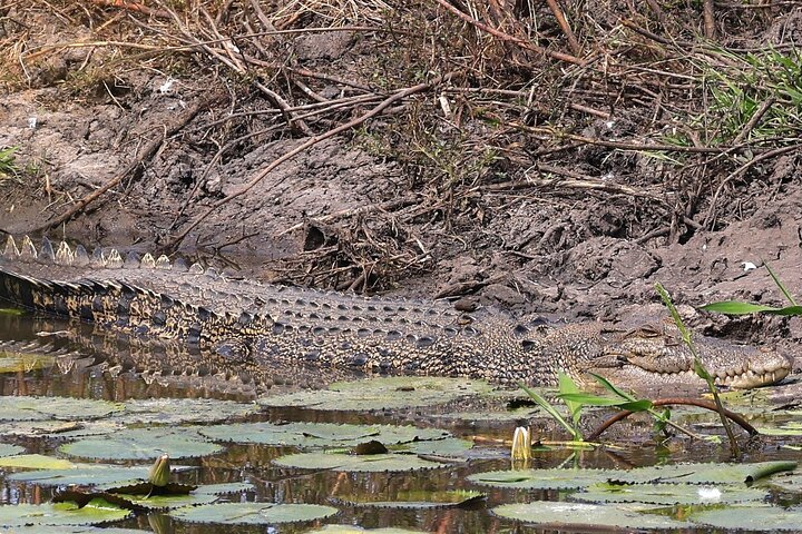 Darwin: Evening tour to Fogg Dam Wetlands and Humpty Doo Hotel - Image 4