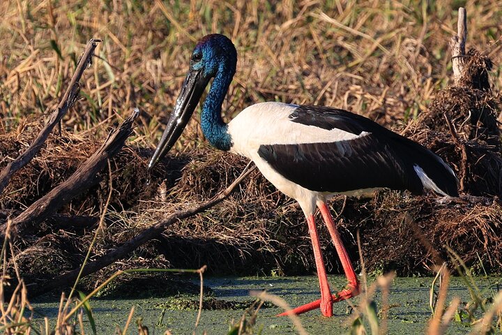 Darwin: Evening tour to Fogg Dam Wetlands and Humpty Doo Hotel - Image 3
