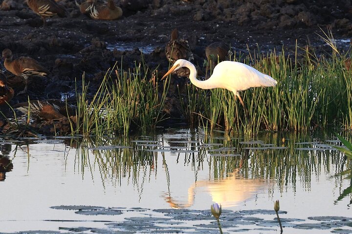 Darwin: Evening tour to Fogg Dam Wetlands and Humpty Doo Hotel - Image 1