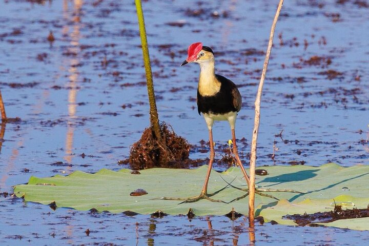 Darwin: Evening tour to Fogg Dam Wetlands and Humpty Doo Hotel - Image 2
