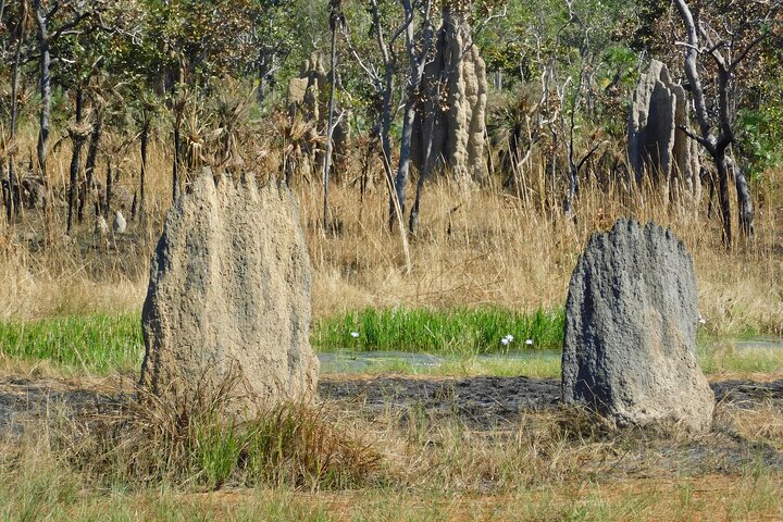 Litchfield Park Adventures and Jumping Crocodile Cruise + Bathchelor Town - Image 2
