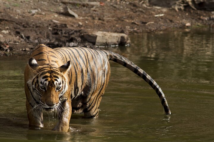  6- Days Taj, Tigers and Pink City (Golden Triangle Tour from Delhi) - Image 5
