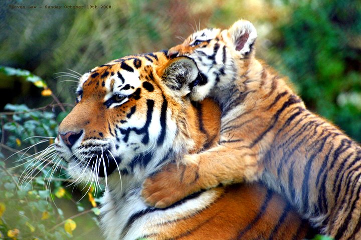 From Delhi: Golden Triangle with Tiger Safari Private Tour - Image 3