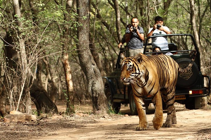 From Delhi: Golden Triangle with Tiger Safari Private Tour - Image 2