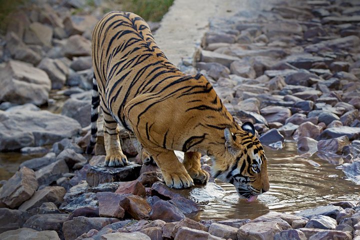 From Delhi: Golden Triangle with Tiger Safari Private Tour - Image 4