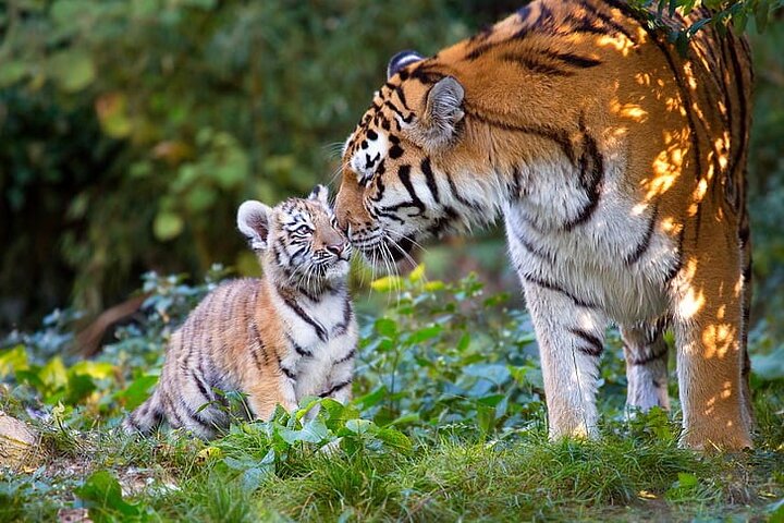 From Delhi: Golden Triangle with Tiger Safari Private Tour - Image 1