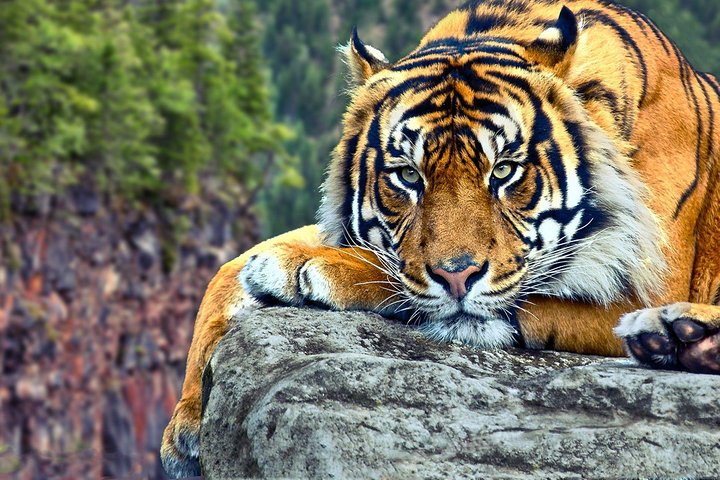 From Delhi: Golden Triangle with Tiger Safari Private Tour - Image 5