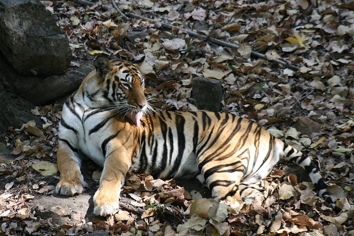 Tiger Photographic Safaris - Image 1