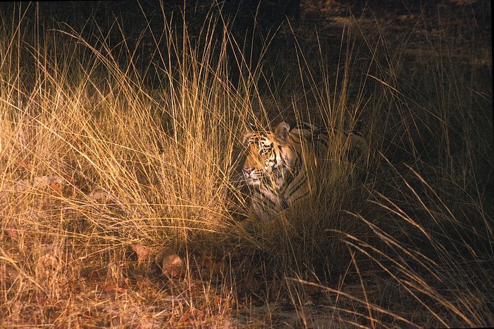 Tiger Photographic Safaris - Image 3