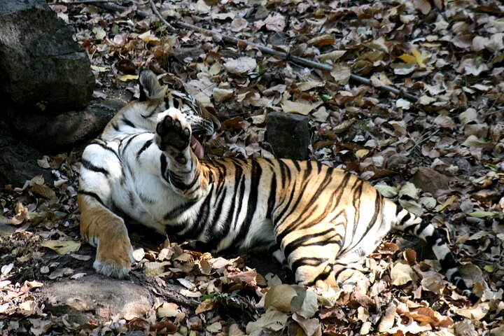 Tiger Photographic Safaris - Image 2