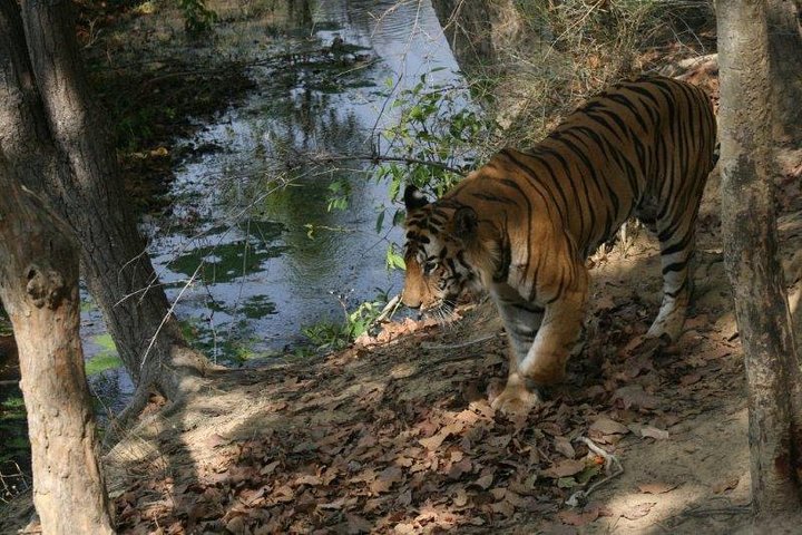 Tiger Photographic Safaris - Image 4