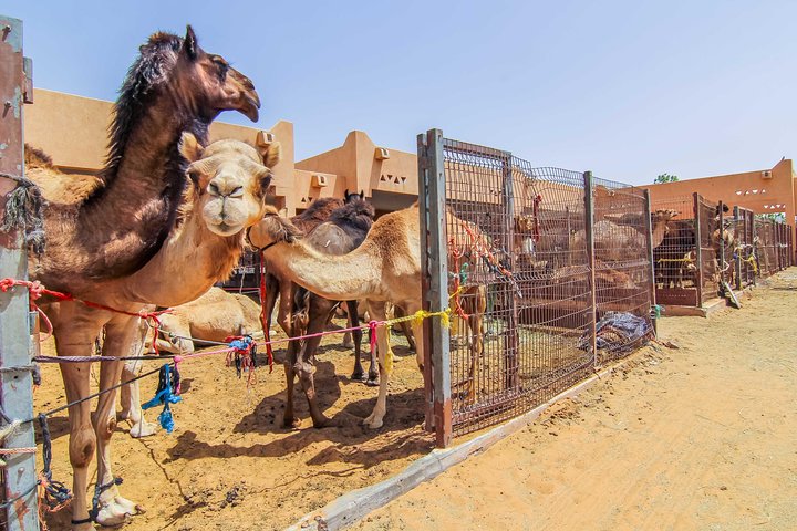 Al Ain City Sightseeing tour with Lunch from Dubai - Image 1