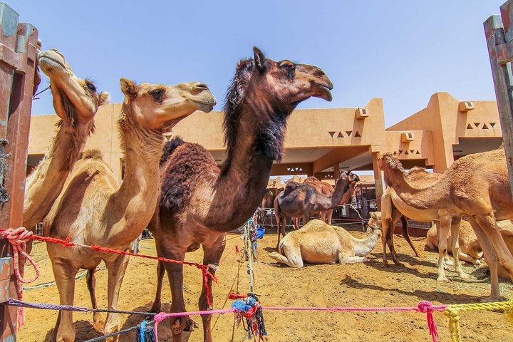 Al Ain City Sightseeing tour with Lunch from Dubai - Image 4