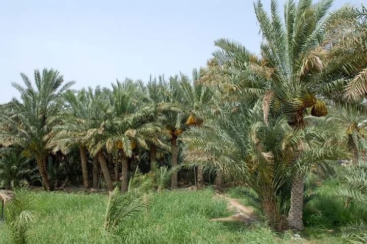 Al Ain City Tour Full-Day with Guide - Image 2