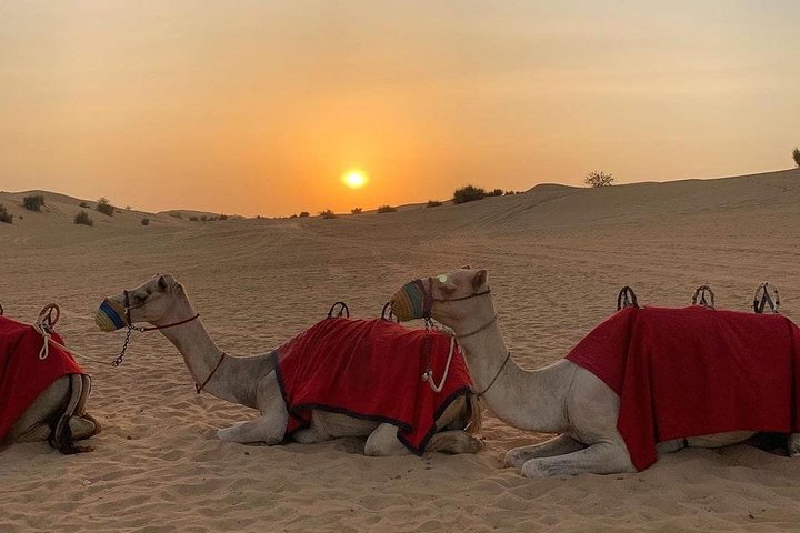 Desert Safari Dubai With BBQ Dinner And Live Shows - Image 3