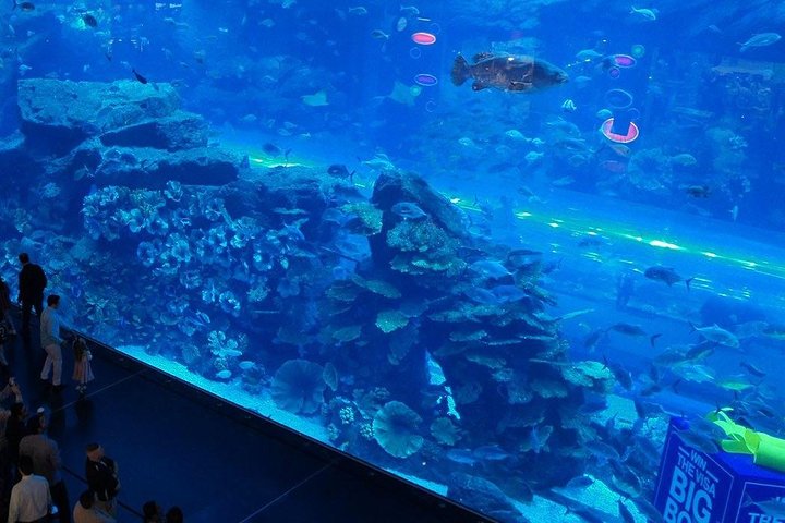  Dubai Aquarium and Underwater Zoo Explorer Tickets - Image 4