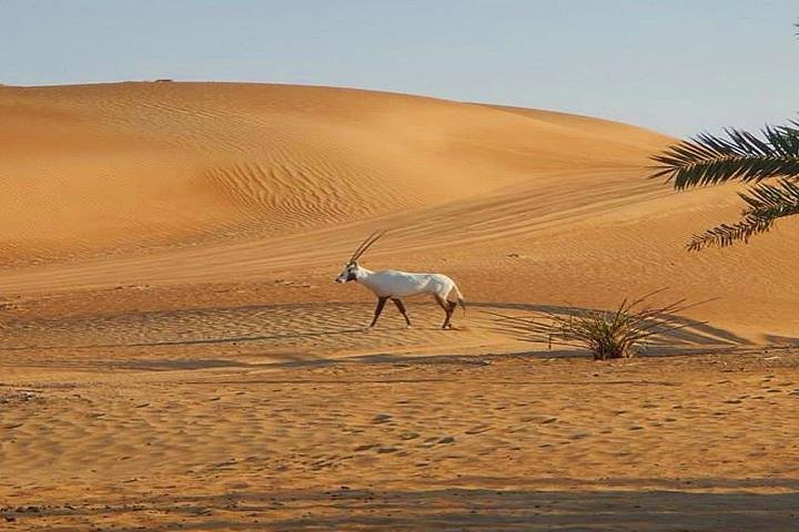 Dubai Desert Safari With BBQ Dinner, Camel Ride, Belly Dancing and sandboarding - Image 5