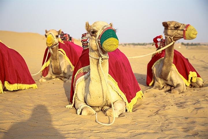 Dubai Desert Safari with Live Shows, Sand Skiing & Boarding, BBQ - Image 5