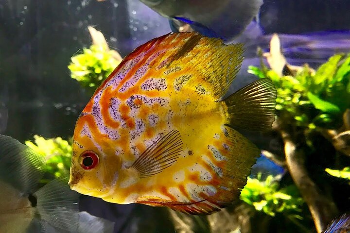 Dubai Mall Aquarium and Underwater Zoo Tickets with Transfers - Image 5