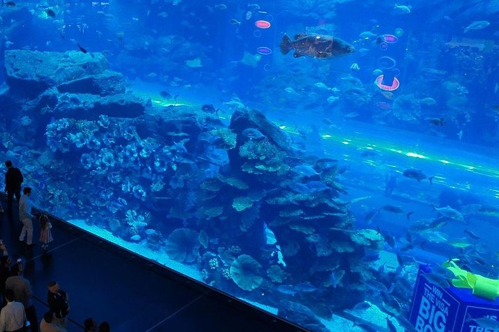 Dubai Mall Aquarium &Underwater Zoo Ticket's With Transfer - Image 4