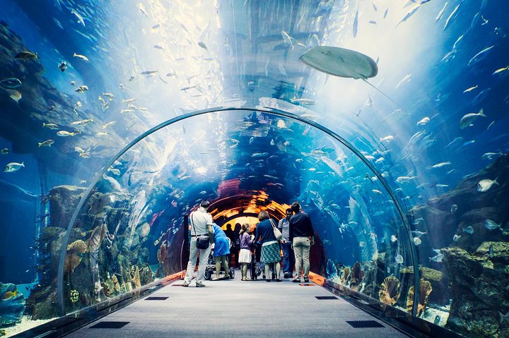 Dubai Mall Aquarium &Underwater Zoo Ticket's With Transfer - Image 2