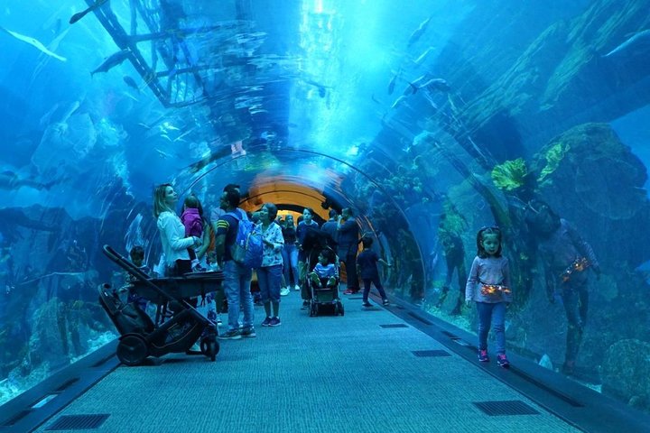 Dubai Mall Aquarium &Underwater Zoo Ticket's With Transfer - Image 5
