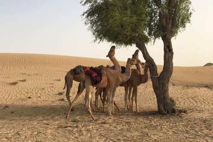 Dubai: Morning Desert Safari with Camel Ride & Sandboarding - Image 5