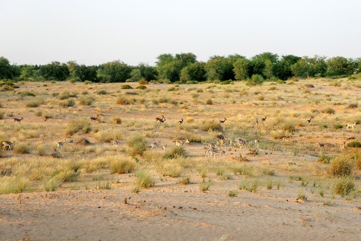 Dubai: Morning Heritage Safari by Vintage G Class & Al Marmoom Oasis - Image 3