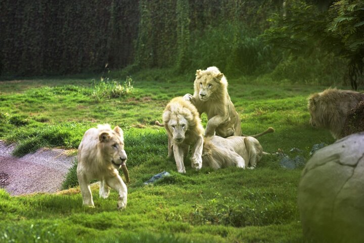 Dubai Safari Park With Transfer - Image 1