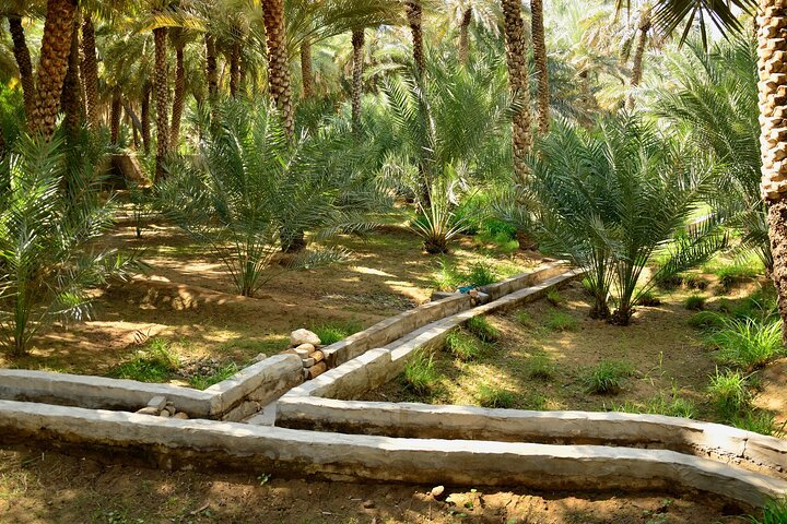 Dubai to Al Ain Private Tour a Journey from Sand to Lush Oasis. - Image 3