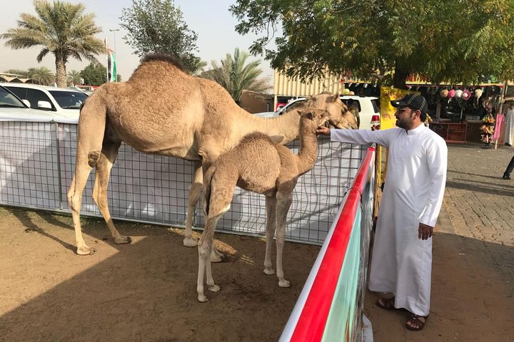 Dubai TRIO: City Tour - Desert Safari with BBQ- Dhow Cruise Dinner - Image 2