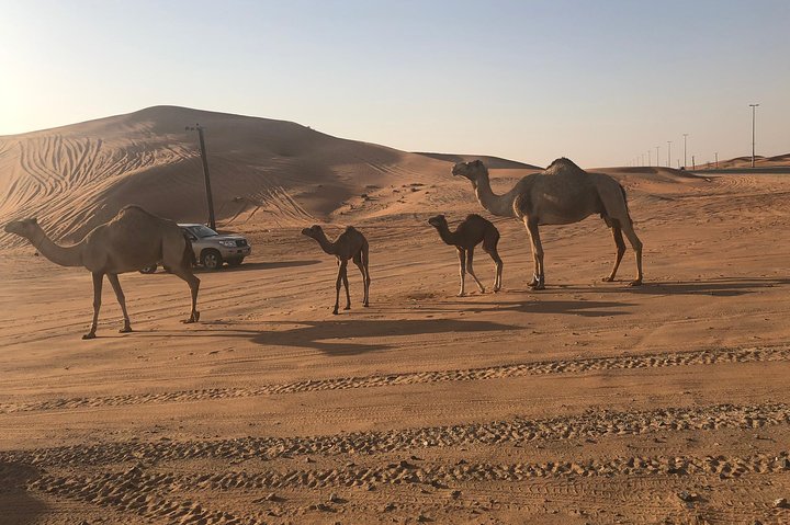 DXB Red Dune Desert Safari, Sand Boarding, Camel Ride, Live Shows, BBQ Dinner - Image 4