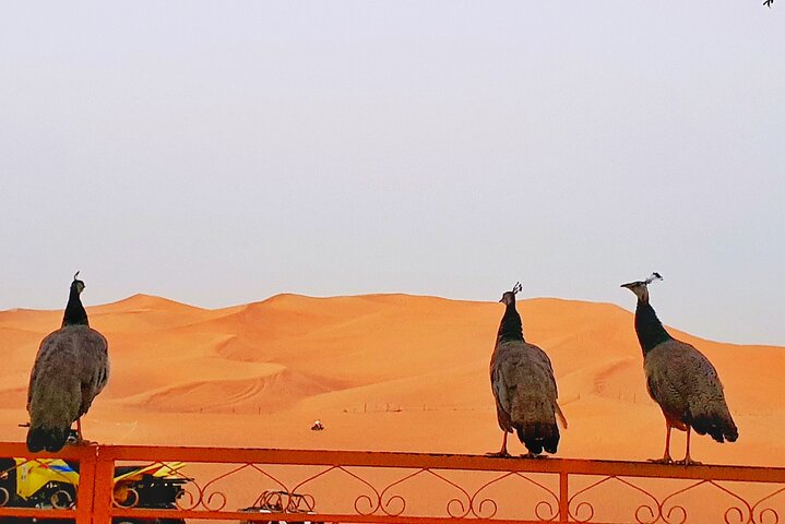 Evening Desert safari  - Image 2