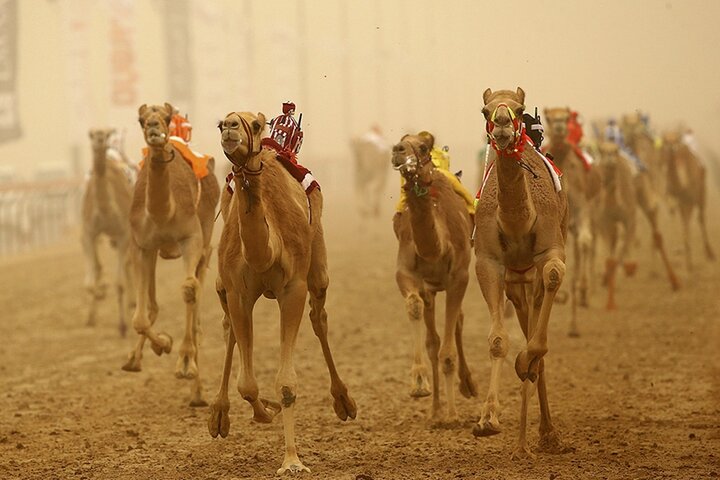 Full Day Al Ain tour with Lunch from Dubai - Image 4