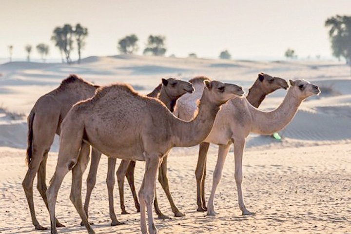 Full-Day Private Guided Safari Tour in Hatta - Image 3