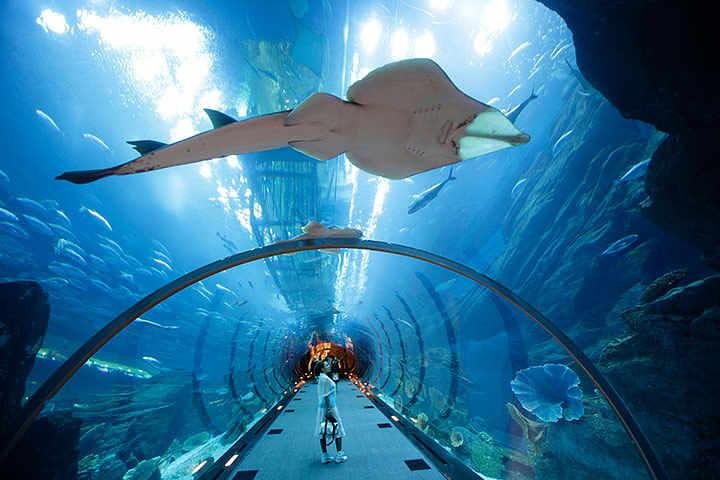 Modern Dubai with Burj Khalifa and Dubai Aquarium Visit - Image 1