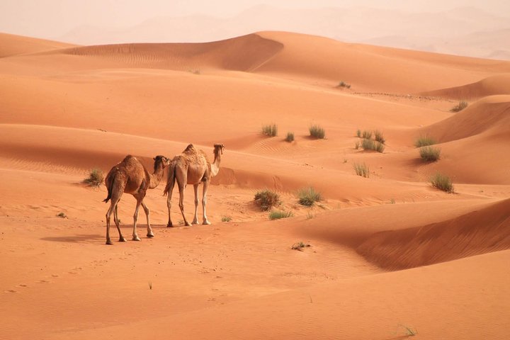 Morning Camel Trekking Safari from Dubai - Image 2
