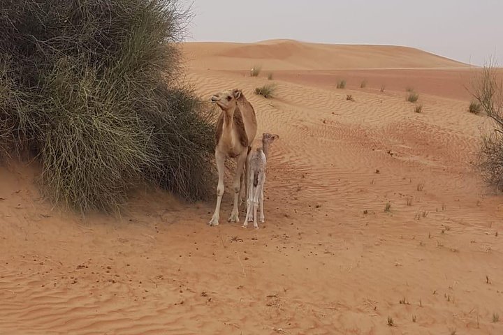 Morning Desert Safari with Camel Rides, Sand Boards and Dune Bashing - Image 3