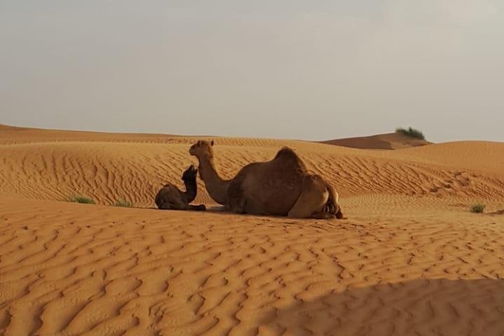 Morning Desert Safari with Camel Rides, Sand Boards and Dune Bashing - Image 2