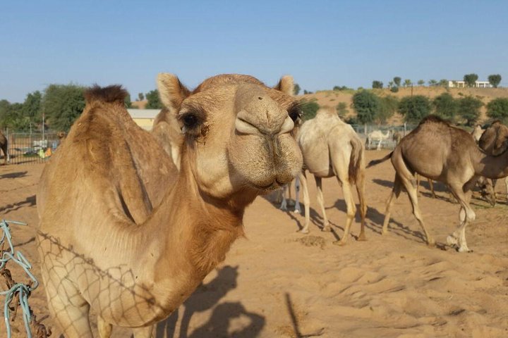 Morning Desert Safari with Camel Rides, Sand Boards and Dune Bashing - Image 1