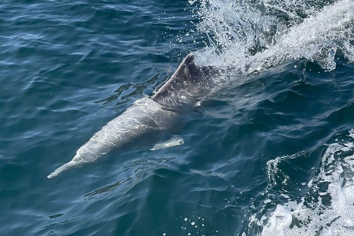 Ocean Sea Cruise MUSANDAM KHASAB - Sultanate of Oman - Image 4